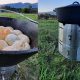 Potato Pull Apart Bread Rolls